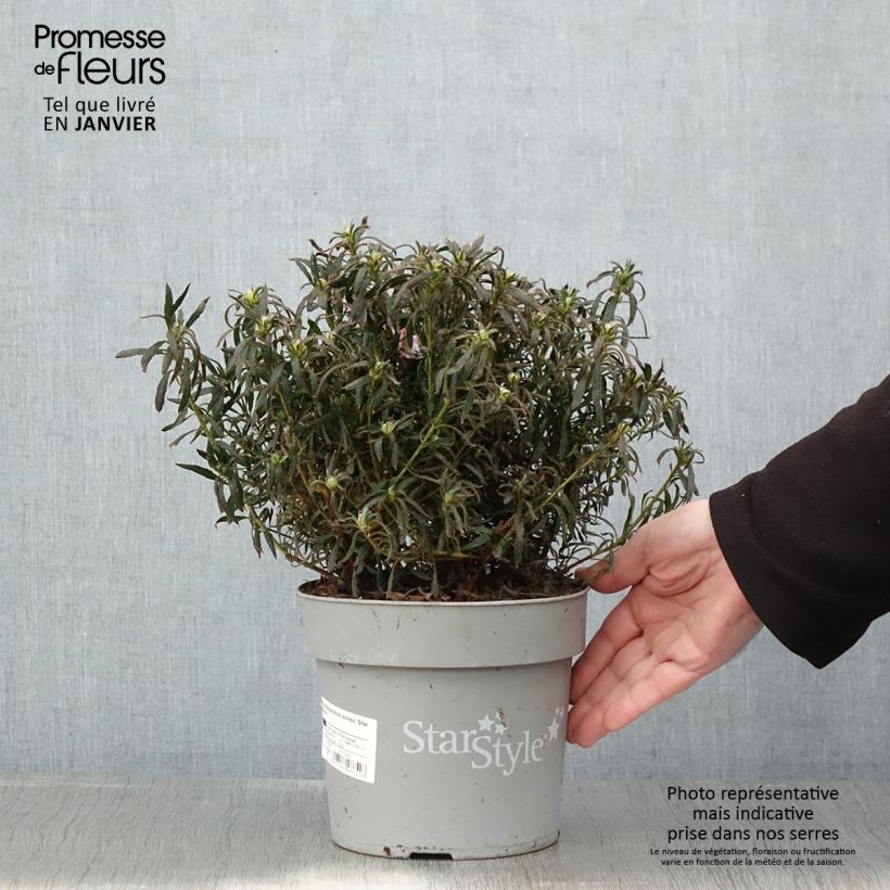 Spécimen de Azalée japonaise Star Style Violet - Azalea japonica Pot de 3L/4L tel que livré en hiver