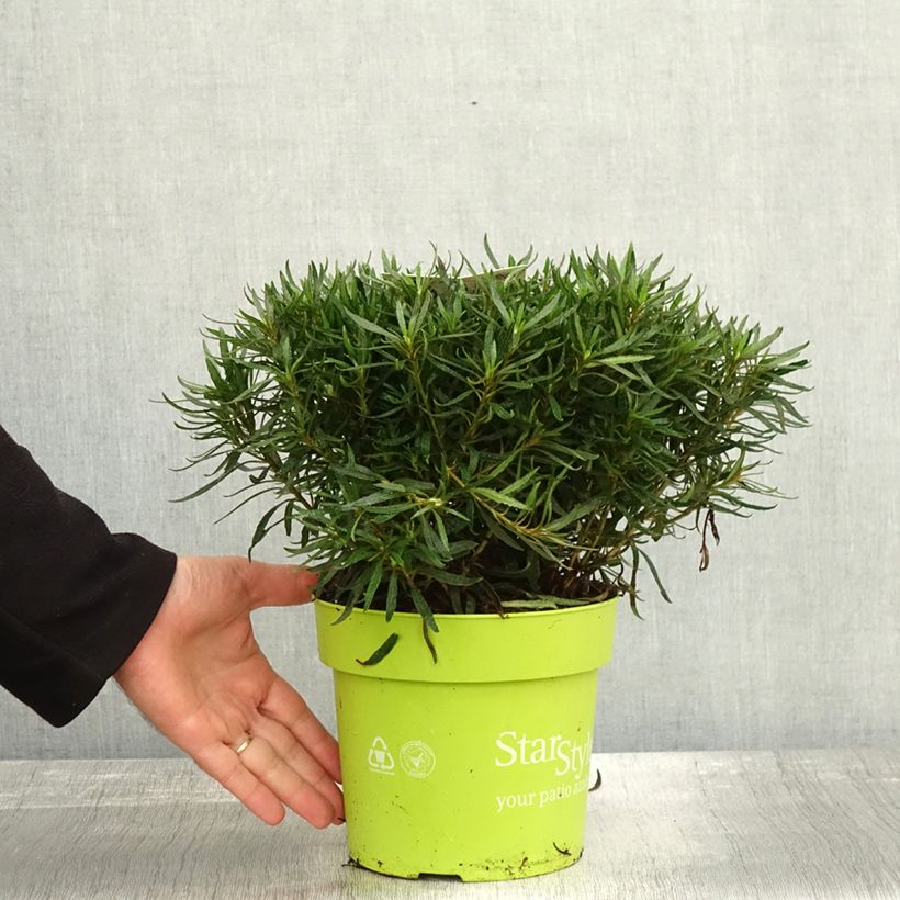 Spécimen de Azalée japonaise Star Style White - Azalea japonica Pot de 3L/4L tel que livré en automne