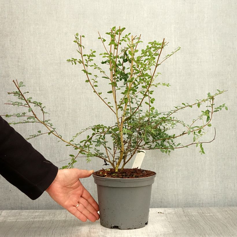 Spécimen de Azara microphylla - Mimosa du Chili Pot de 2L/3L tel que livré en automne