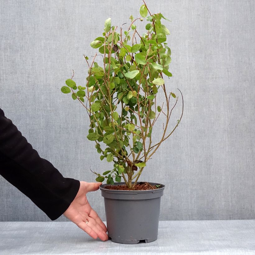 Spécimen de Azara serrata - Azara à dents de scie Pot de 2L/3L tel que livré en hiver