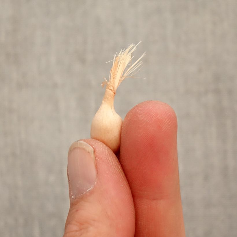 Spécimen de Babiane ou Racine de Babouin Stricta Zwanenburg Glory Bulbe calibre 4+ tel que livré au printemps