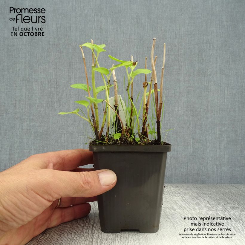 Spécimen de Baldellia ranunculoides - Alisma fausse-renoncule  Godet de 8/9 cm tel que livré en automne