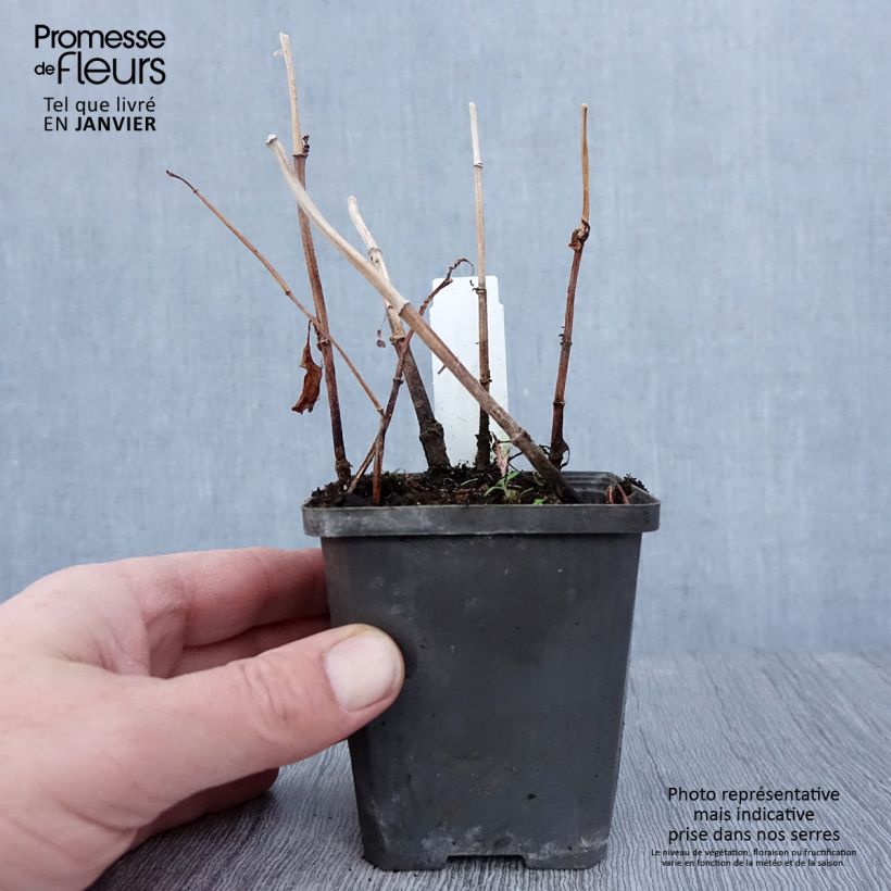 Spécimen de Baldellia ranunculoides - Alisma fausse-renoncule  Godet de 8/9 cm tel que livré en hiver