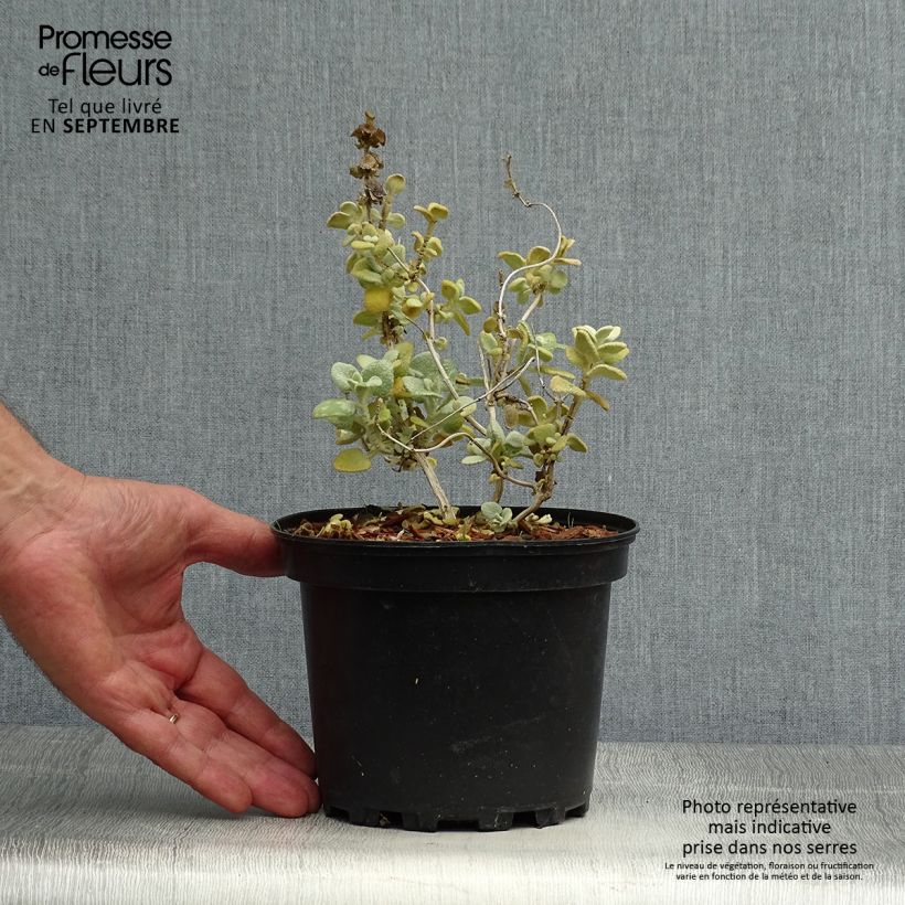 Spécimen de Ballota pseudodictamnus - Ballote pseudodictame Pot de 2L/3L tel que livré en automne