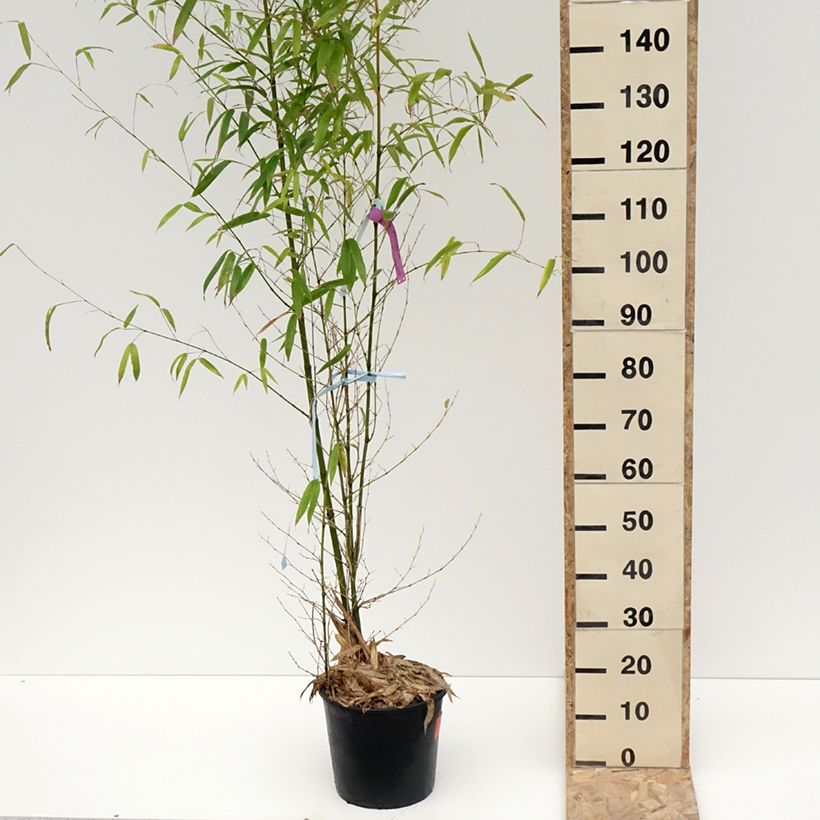Spécimen de Bambou doré - Phyllostachys aurea Pot de 7,5L/10L tel que livré en hiver