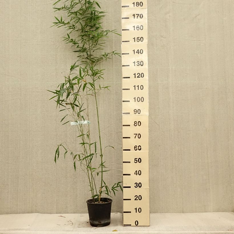 Spécimen de Bambou doré - Phyllostachys aurea Koï Pot de 4L/5L tel que livré en automne