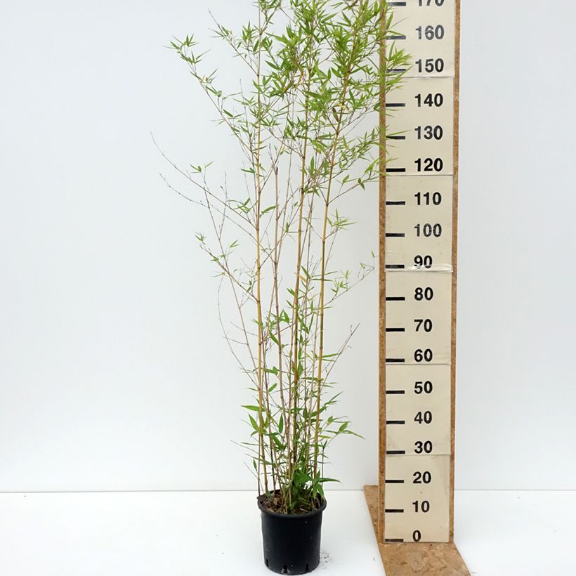Spécimen de Bambou doré - Phyllostachys aurea Koï Pot de 4L/5L tel que livré en été