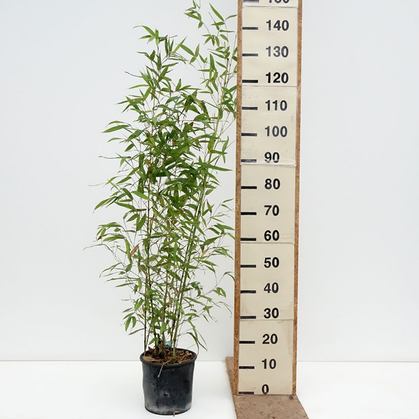Spécimen de Bambou doré - Phyllostachys aurea Koï Pot de 4L/5L tel que livré au printemps