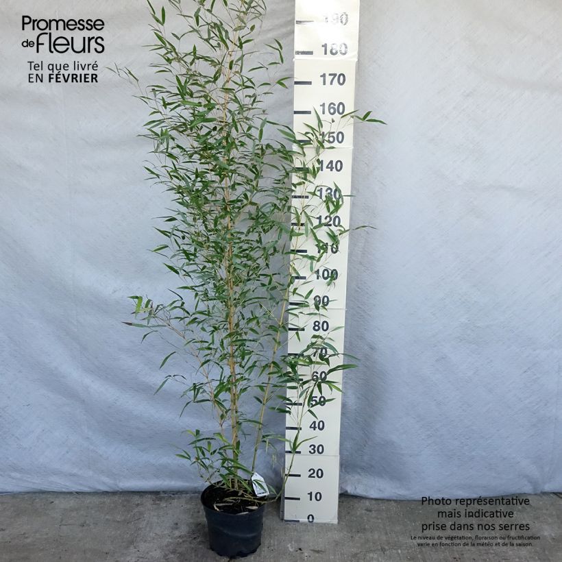Spécimen de Bambou jaune - Phyllostachys aureosulcata Aureocaulis Pot de 4L/5L tel que livré en hiver