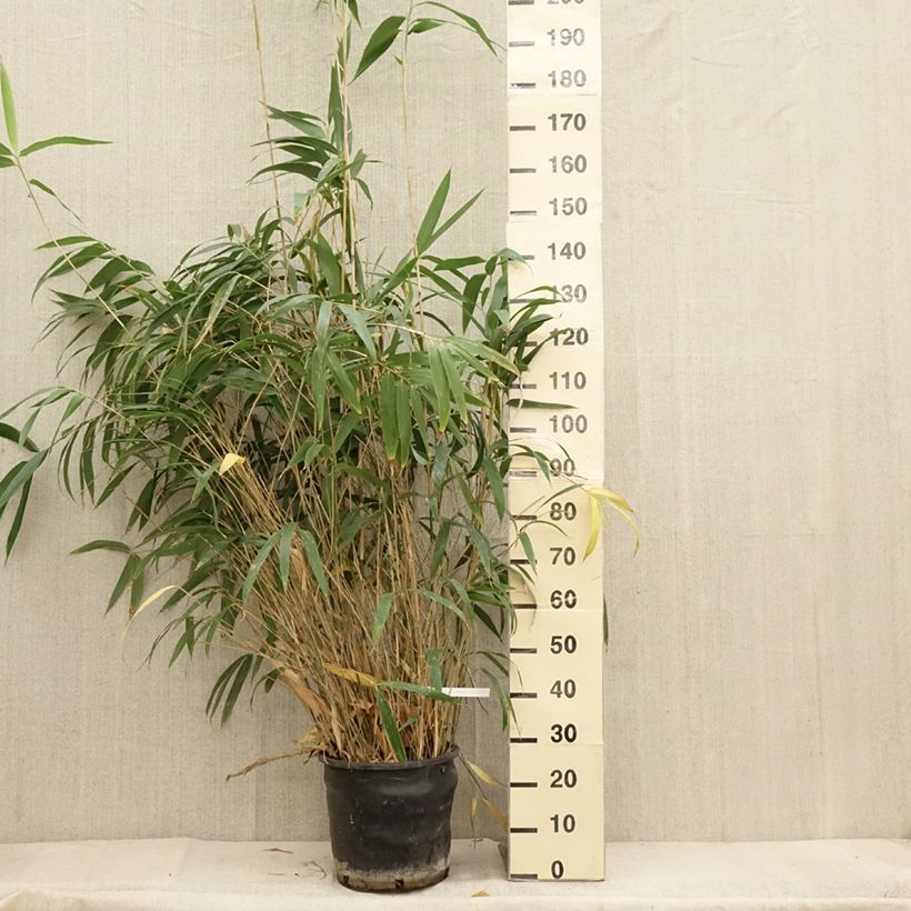 Spécimen de Bambou Métaké - Pseudosasa japonica Pot de 12L/15L tel que livré en automne