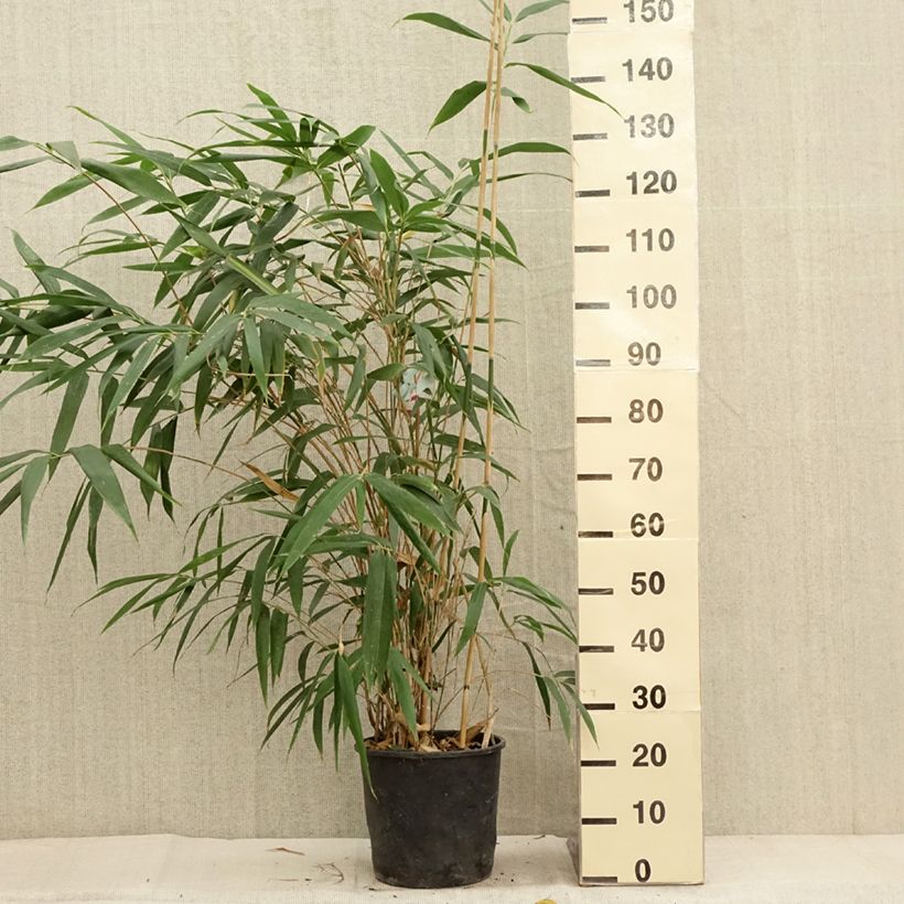 Spécimen de Bambou Métaké - Pseudosasa japonica Pot de 4L/5L tel que livré en automne