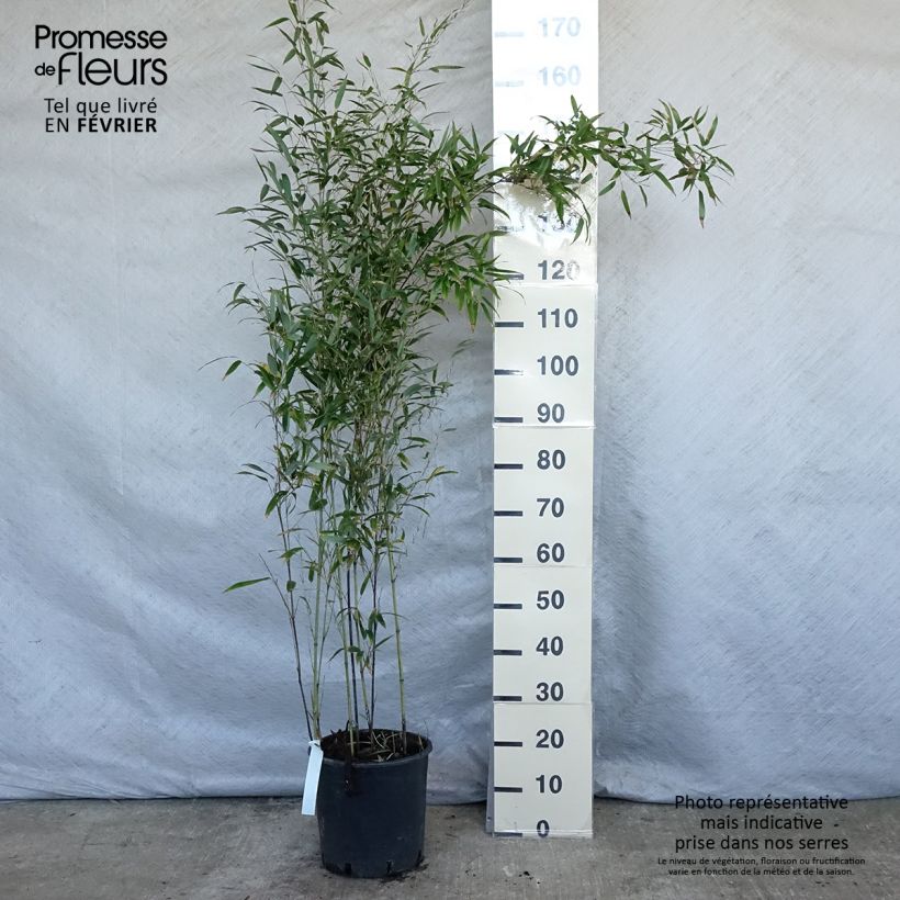 Spécimen de Bambou noir - Phyllostachys nigra Pot de 7,5L/10L tel que livré en hiver