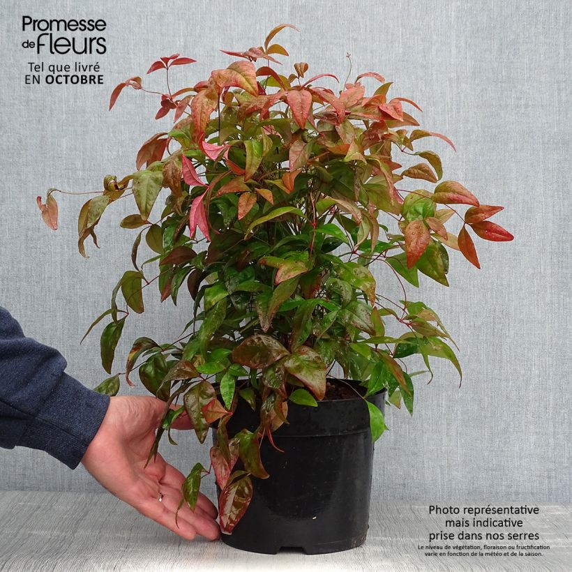 Spécimen de Bambou sacré - Nandina domestica Blush Pink Pot de 2L/3L tel que livré en automne