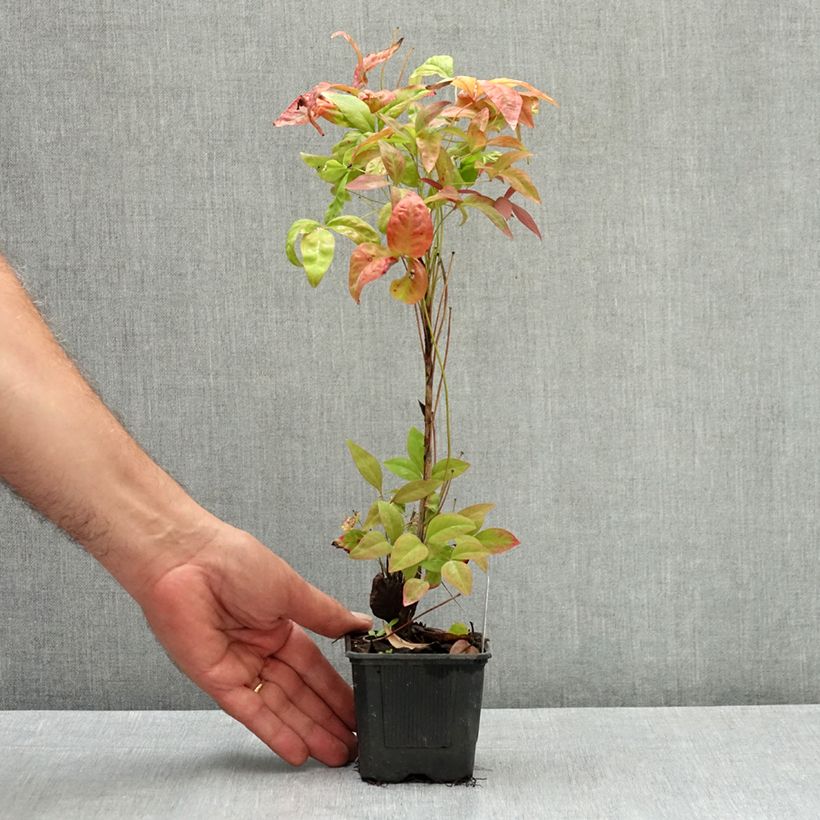 Spécimen de Bambou sacré - Nandina domestica Blush Pink Godet de 8/9 cm tel que livré en été
