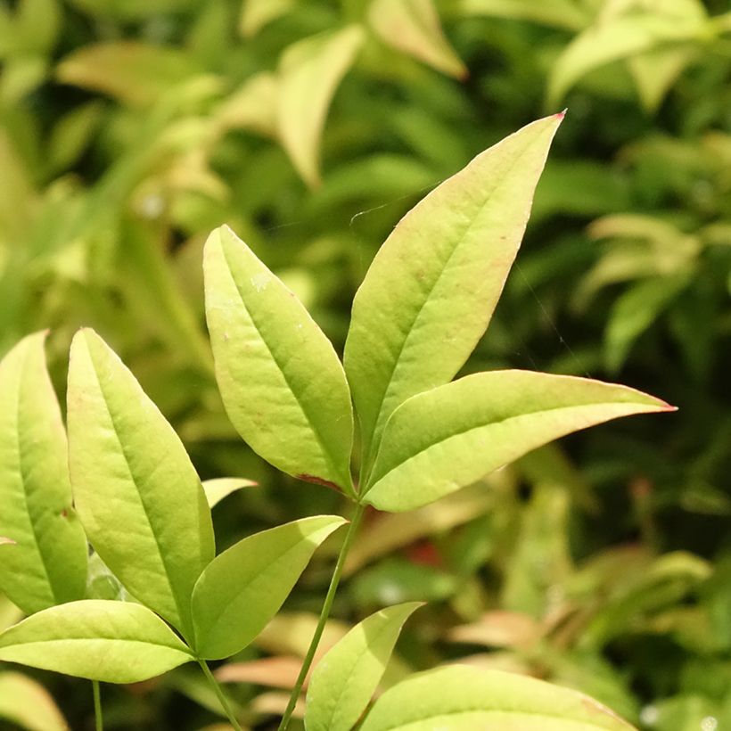 Bambou sacré - Nandina domestica Moon Bay (Feuillage)