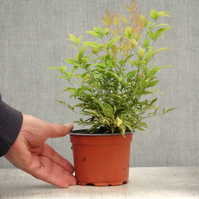 Spécimen de Bambou sacré - Nandina domestica Moon Bay Godet de 8/9 cm tel que livré en été