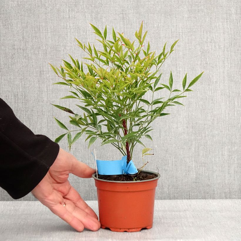 Spécimen de Bambou sacré - Nandina domestica Moon Bay Godet de 8/9 cm tel que livré en hiver