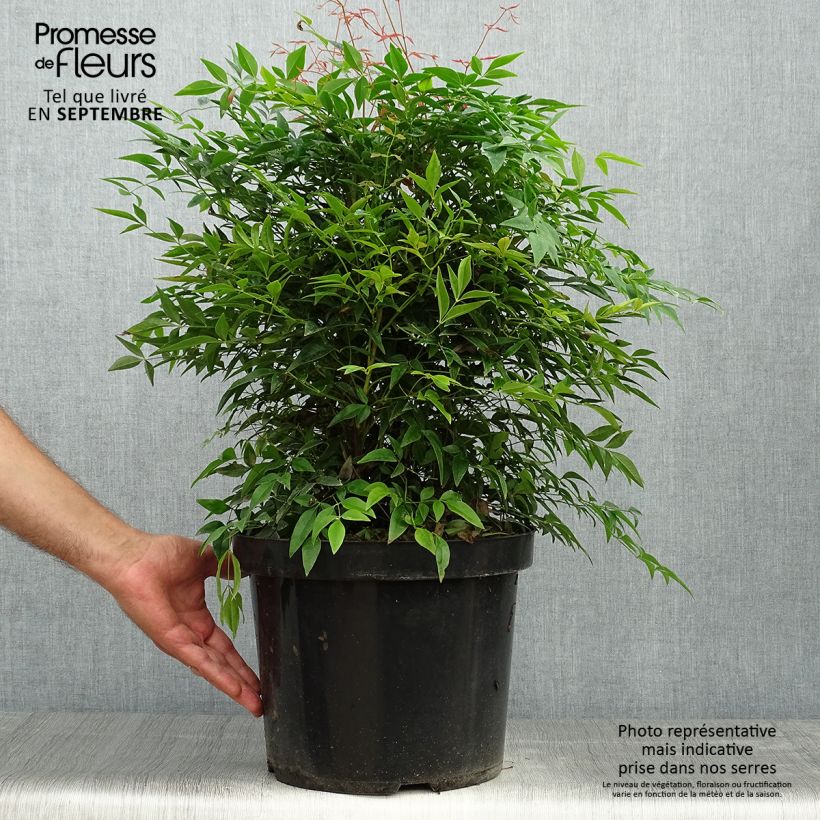 Spécimen de Bambou sacré - Nandina domestica Sienna Sunrise Pot de 7,5L/10L tel que livré en automne