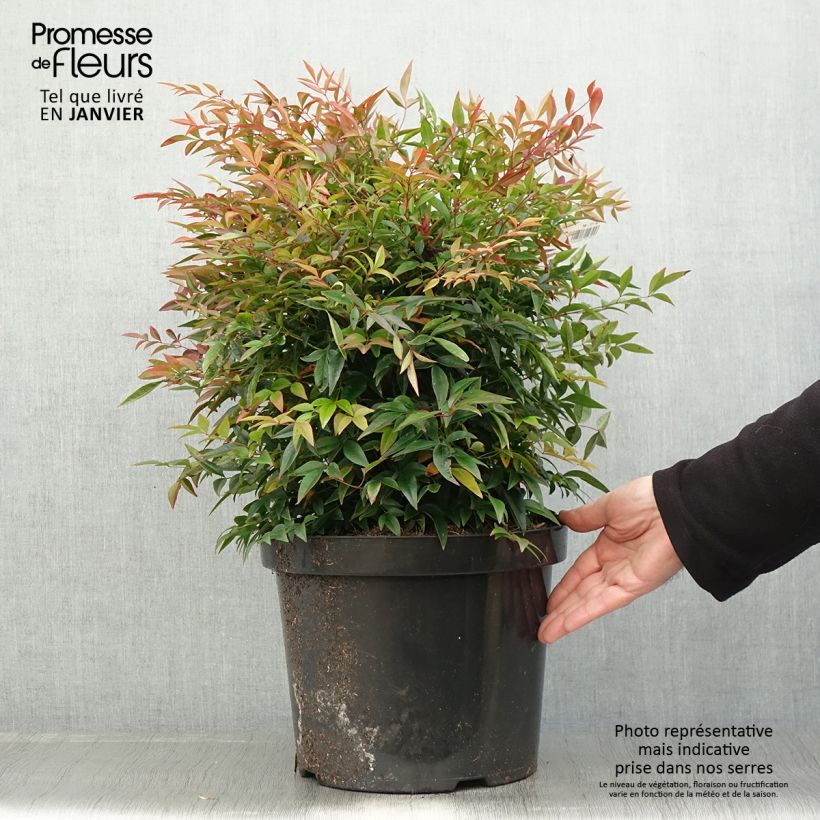 Spécimen de Bambou sacré - Nandina domestica Sienna Sunrise Pot de 7,5L/10L tel que livré en hiver