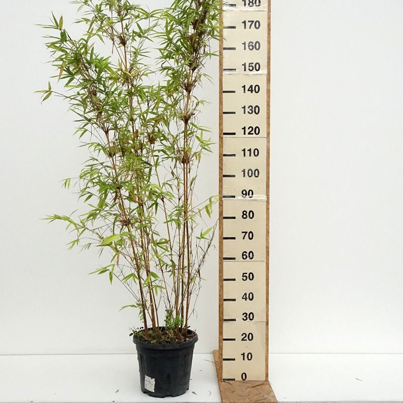 Spécimen de Bambusa multiplex  Alphonse Karr - Bambou d'intérieur Pot de 12L/15L tel que livré en été