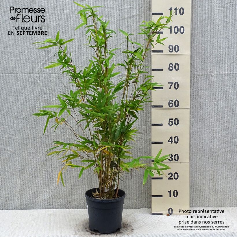 Spécimen de Bambusa multiplex  Alphonse Karr - Bambou d'intérieur Pot de 4L/5L tel que livré en automne