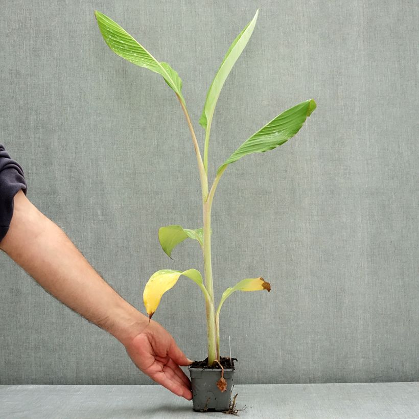 Spécimen de Bananier - Musa acuminata Ice Cream Godet de 8/9 cm tel que livré en été