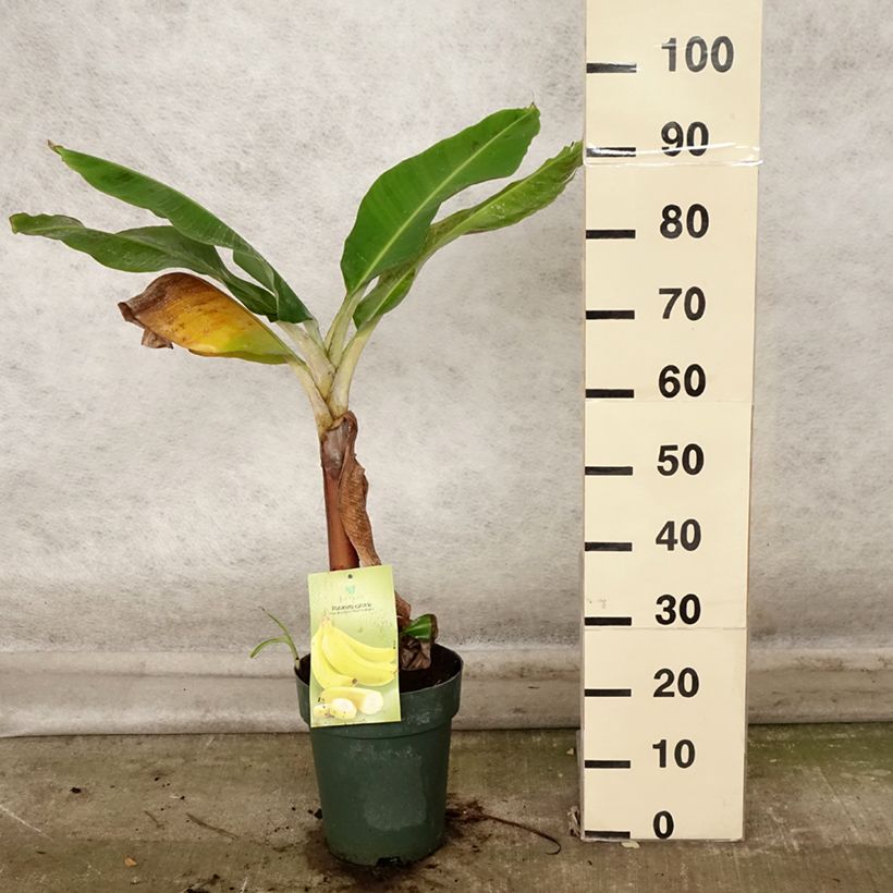 Spécimen de Bananier nain - Musa acuminata Dwarf Cavendish Pot de 6L/7L tel que livré en automne