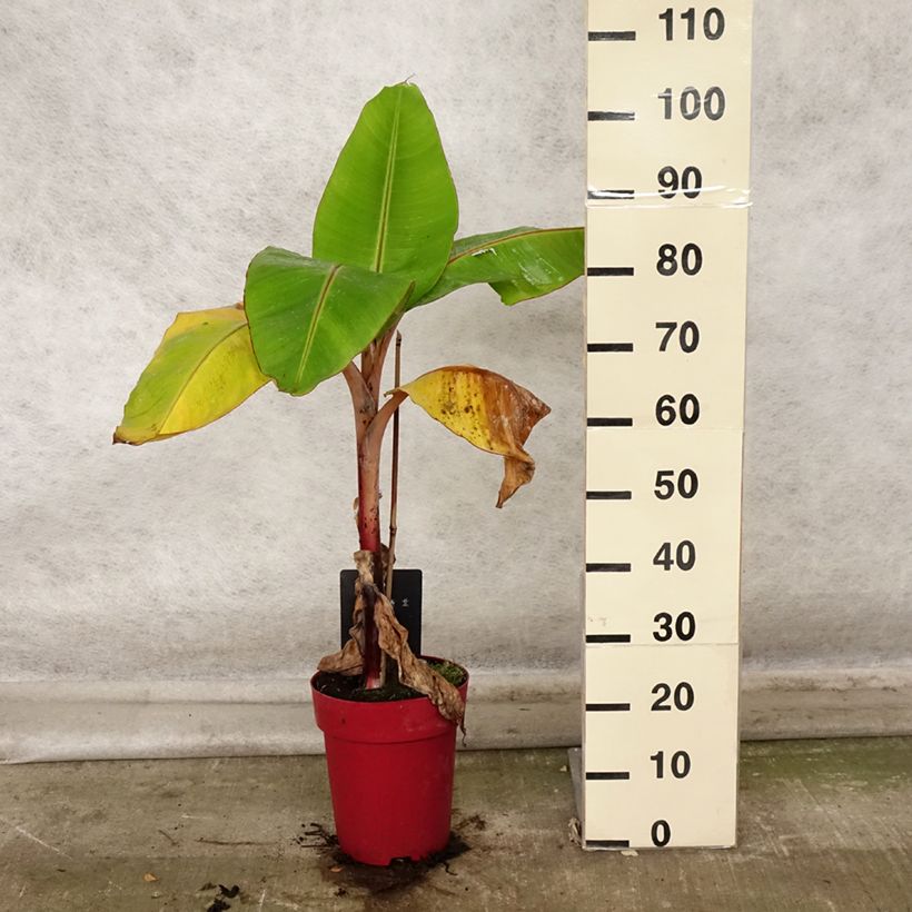 Spécimen de Bananier rouge - Musa acuminata Red Dacca Pot de 6L/7L tel que livré en automne