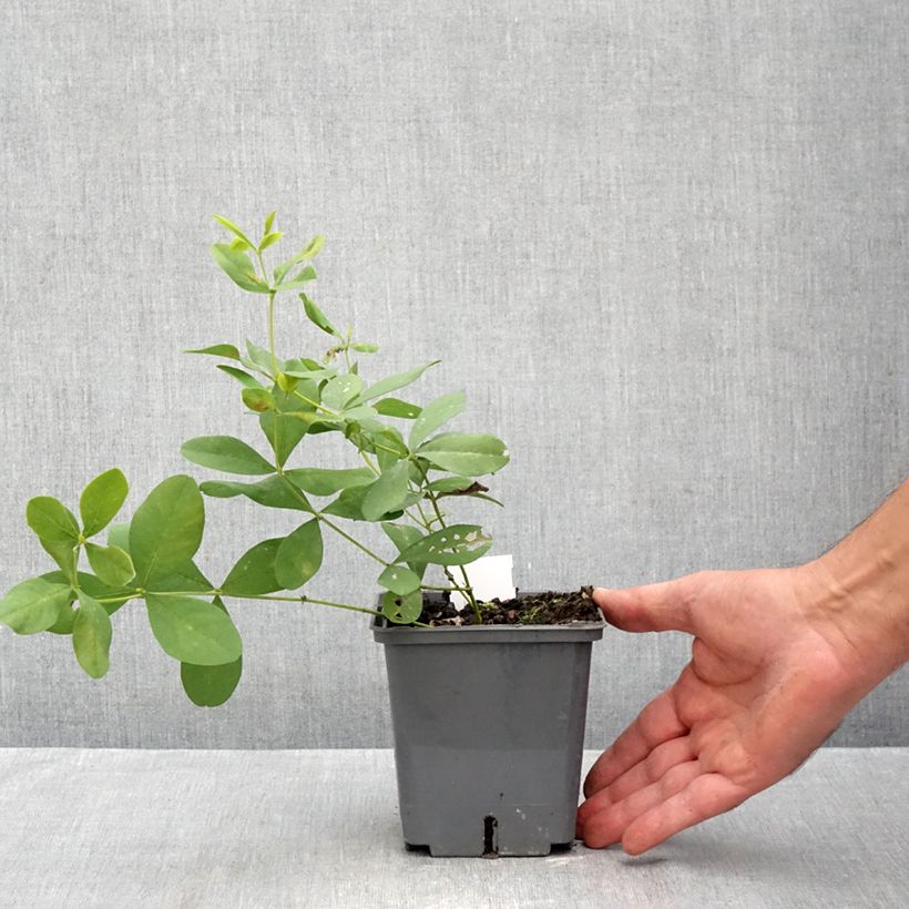 Spécimen de Baptisia Brownie Points - Lupin indigo Pot de 1L/1,5L tel que livré en automne