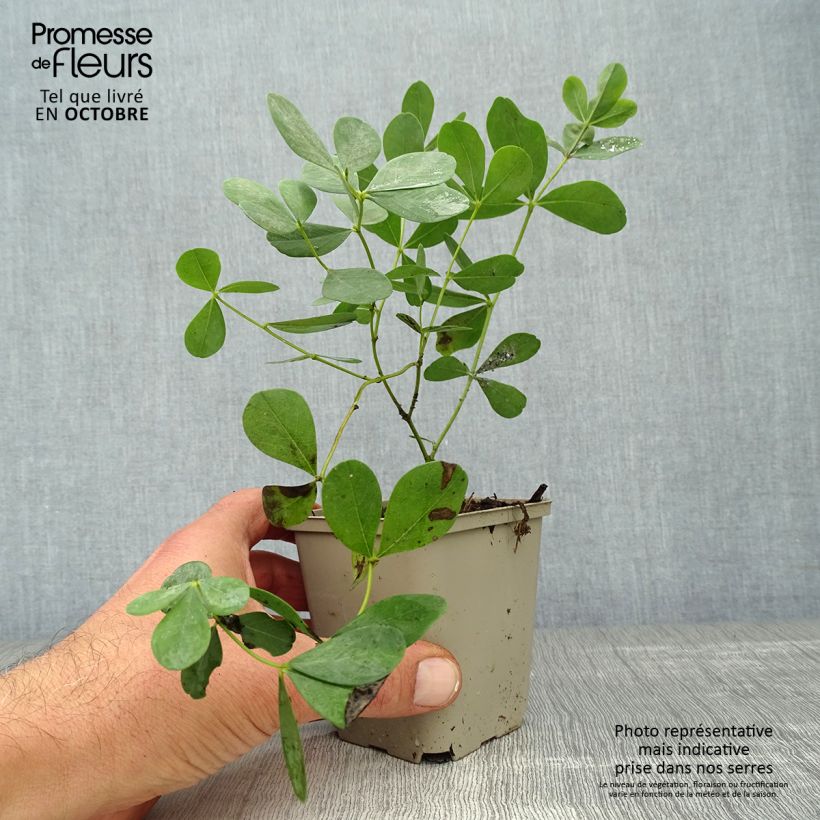 Spécimen de Baptisia Dutch Chocolate - Lupin indigo pourpre brunâtre Godet de 8/9 cm tel que livré en automne