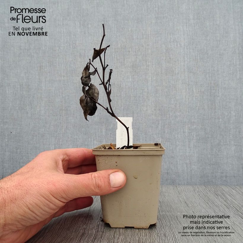 Spécimen de Baptisia pendula alba - Faux indigo blanc Godet de 8/9 cm tel que livré en automne