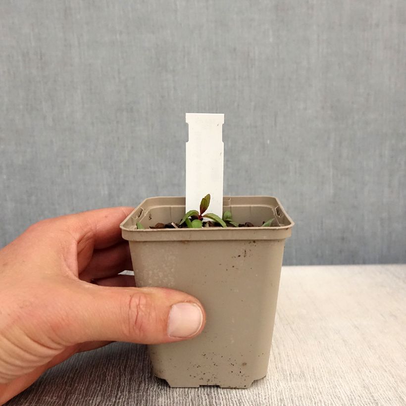 Baptisia alba Vasetto da 8/9 cm esemplare consegnato in primavera