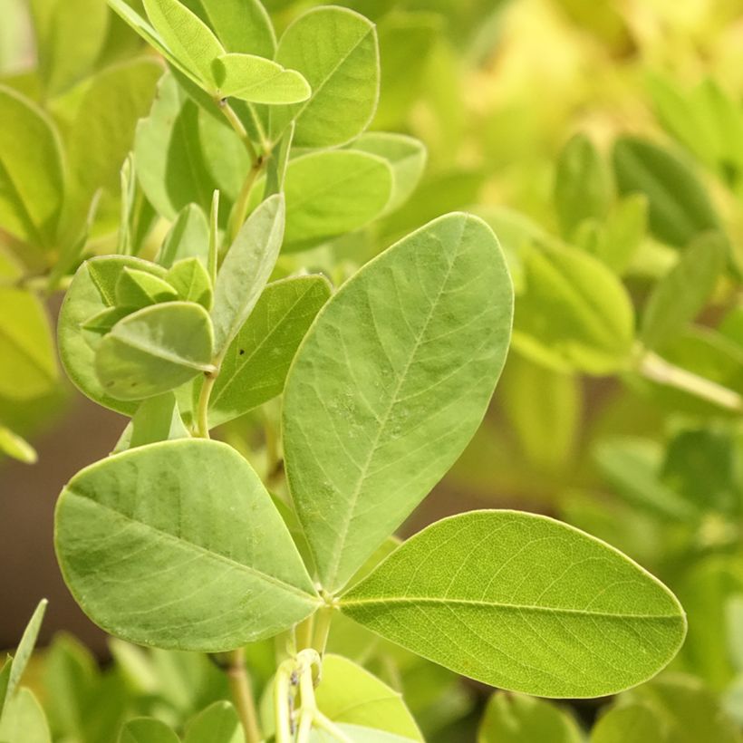 Baptisia pendula alba - Faux indigo blanc (Feuillage)