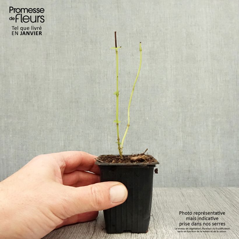 Spécimen de Basilic vivace anisé  Godet de 8/9 cm tel que livré en hiver