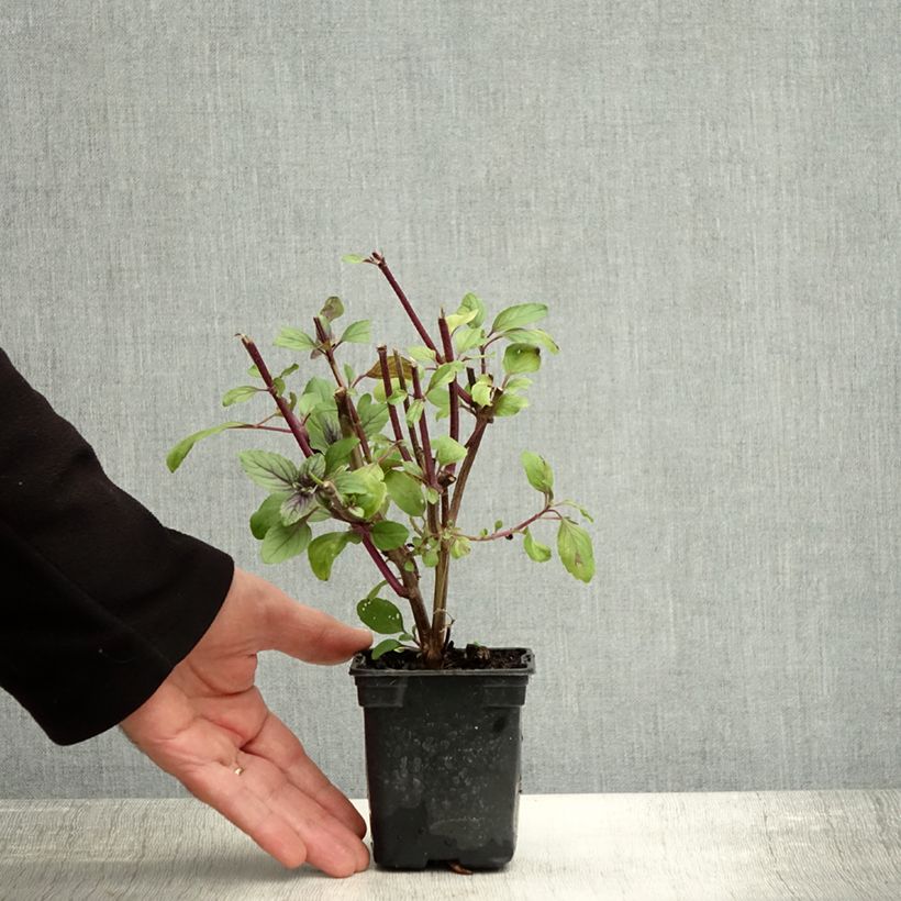 Spécimen de Basilic vivace Magic Mountain en plants  Godet de 7/8 cm tel que livré en automne