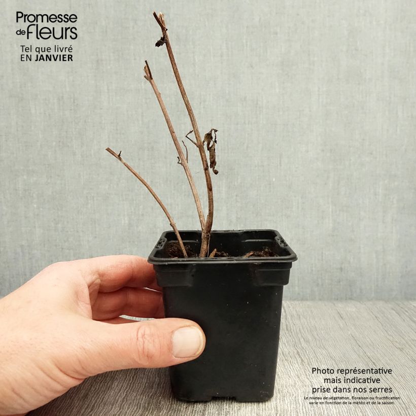 Spécimen de Basilic vivace Magic Mountain en plants  Godet de 7/8 cm tel que livré en hiver