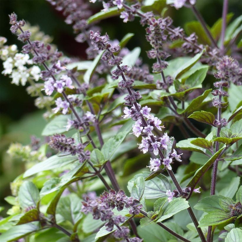 Basilic vivace Magic Mountain en plants (Floraison)