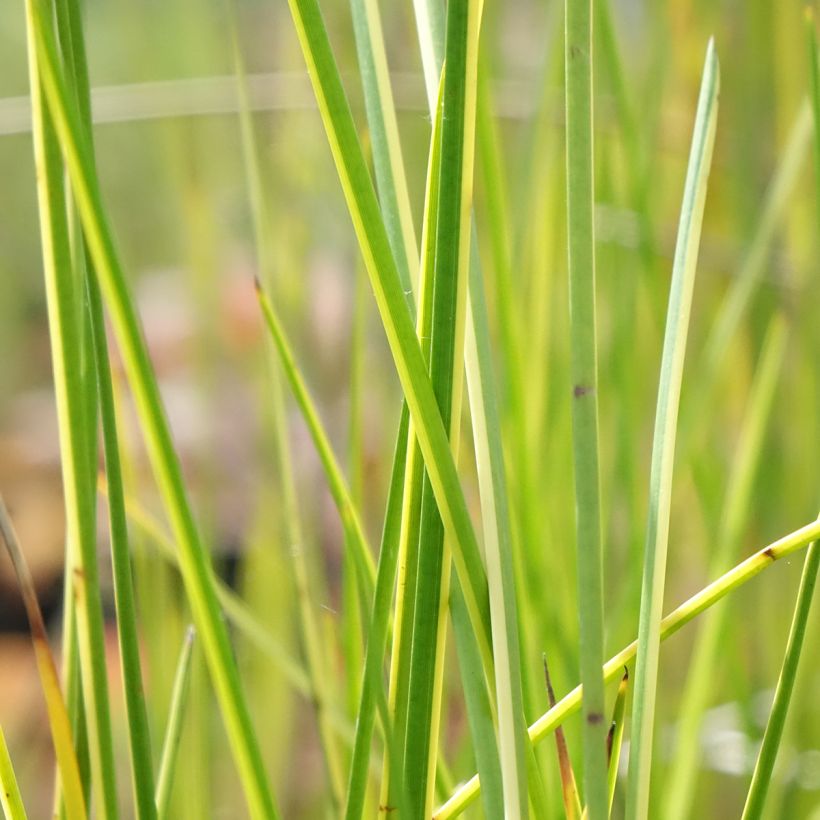 Baumea rubiginosa - Jonc mou (Feuillage)