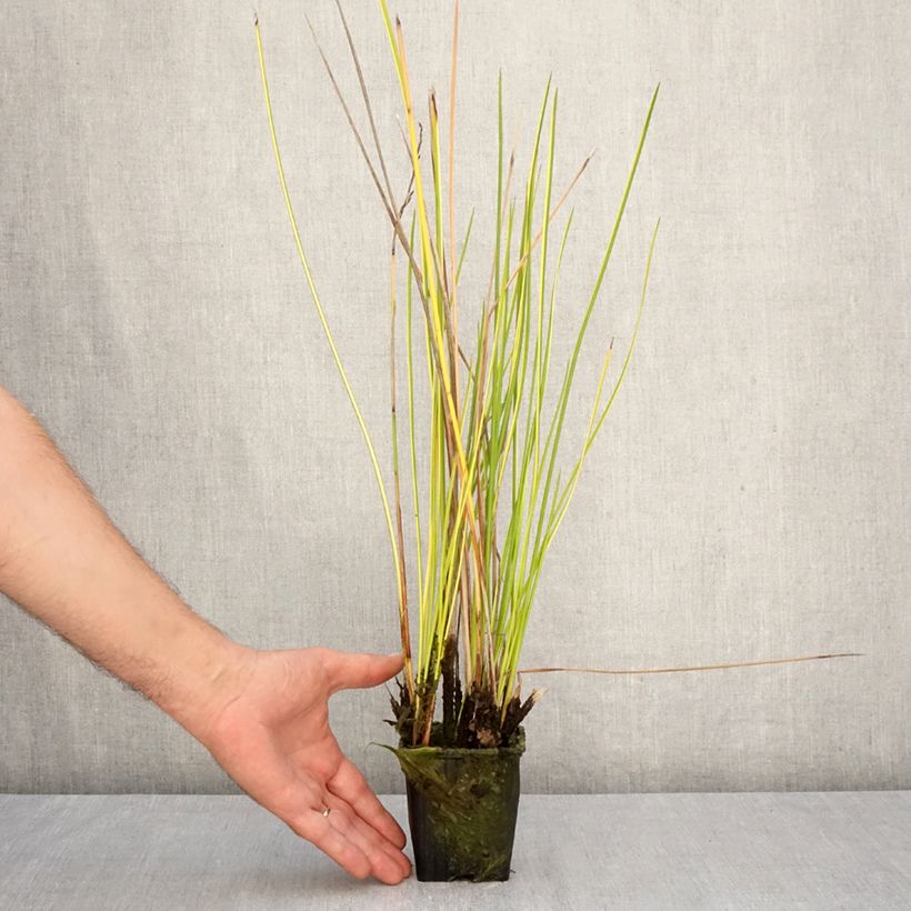 Spécimen de Baumea rubiginosa - Jonc mou Godet de 8/9 cm tel que livré en automne