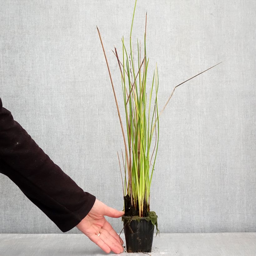 Spécimen de Baumea rubiginosa - Jonc mou Godet de 8/9 cm tel que livré en hiver