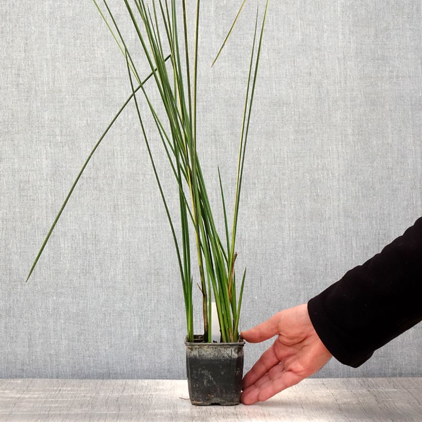 Spécimen de Baumea rubiginosa - Jonc mou Godet de 8/9 cm tel que livré au printemps