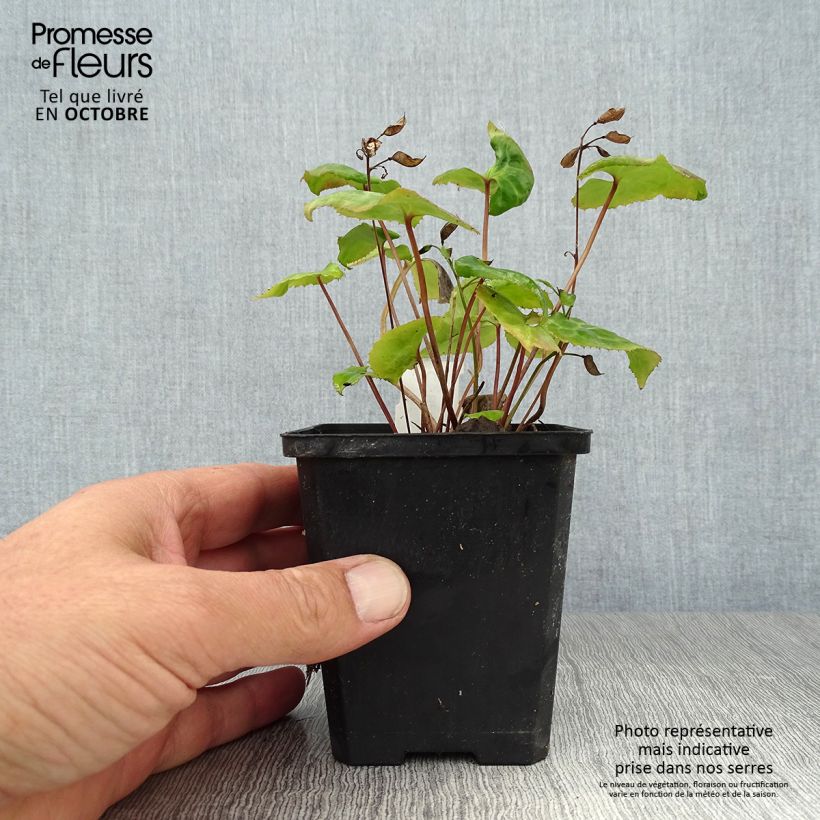 Spécimen de Beesia calthifolia Godet de 8/9 cm tel que livré en automne