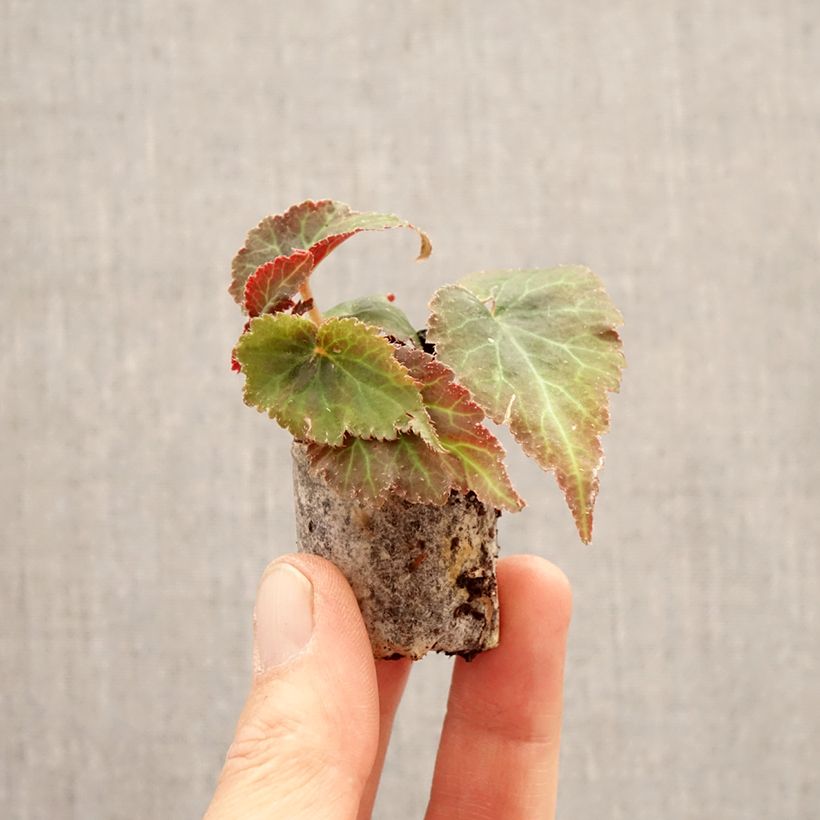 Spécimen de Begonia Bellissa Red Mini-motte Ø 3/4 cm tel que livré au printemps