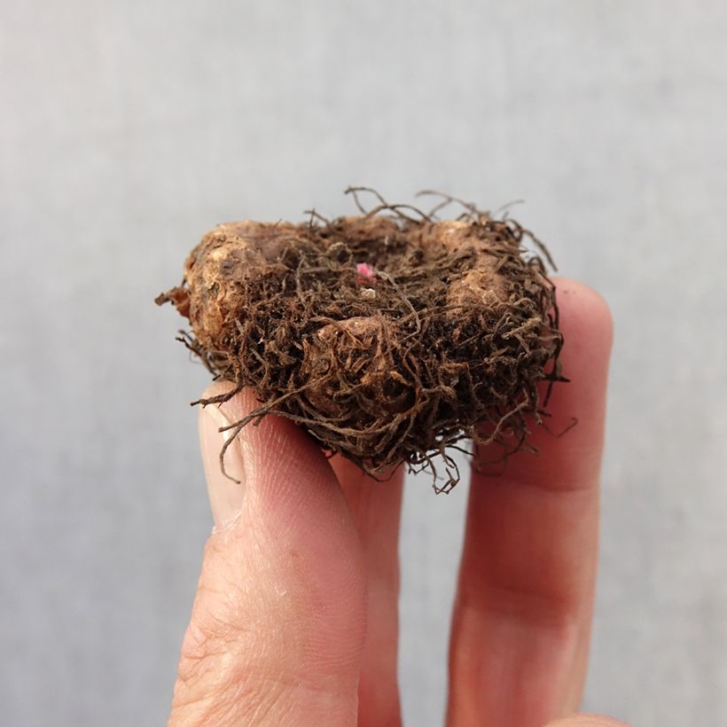 Spécimen de Begonia Fimbriata Samba en mélange Bulbe calibre 4+ tel que livré au printemps