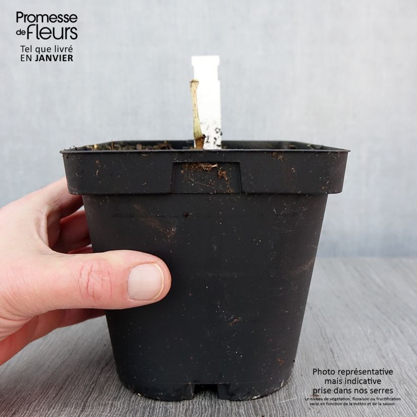 Spécimen de Begonia grandis evansiana Pot de 2L/3L tel que livré en hiver