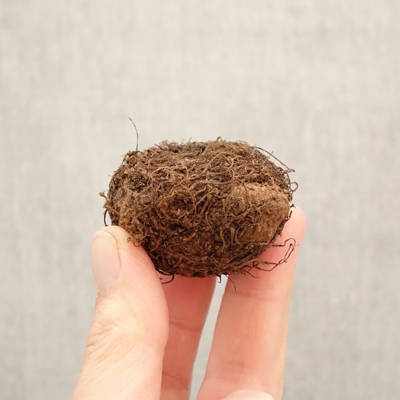 Spécimen de Bégonia retombant Cascade Orange - Begonia Pendula  Bulbe calibre 5+ tel que livré au printemps