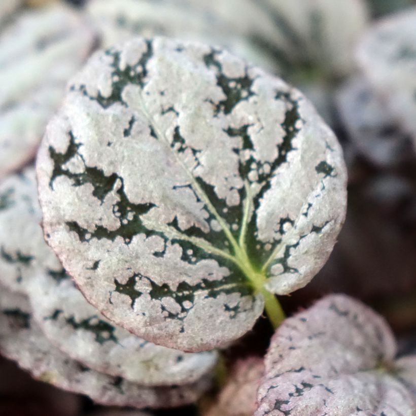 Begonia Rex Chayo (Feuillage)