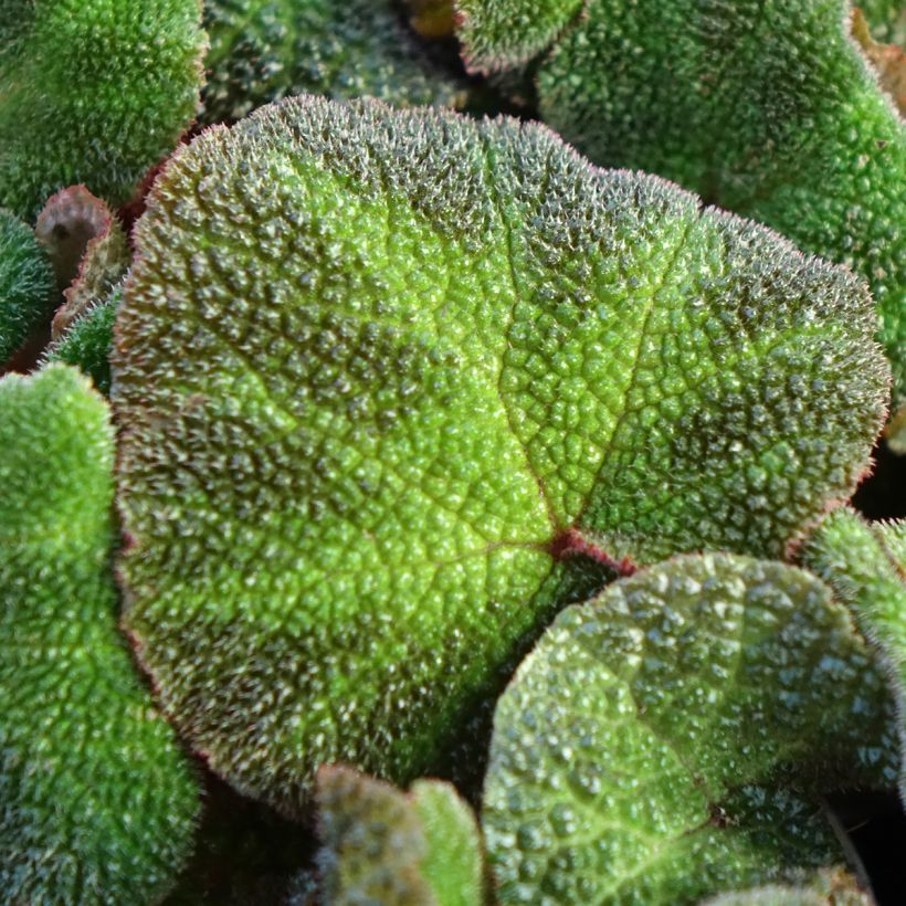 Begonia Rex Soli Mutata (Feuillage)