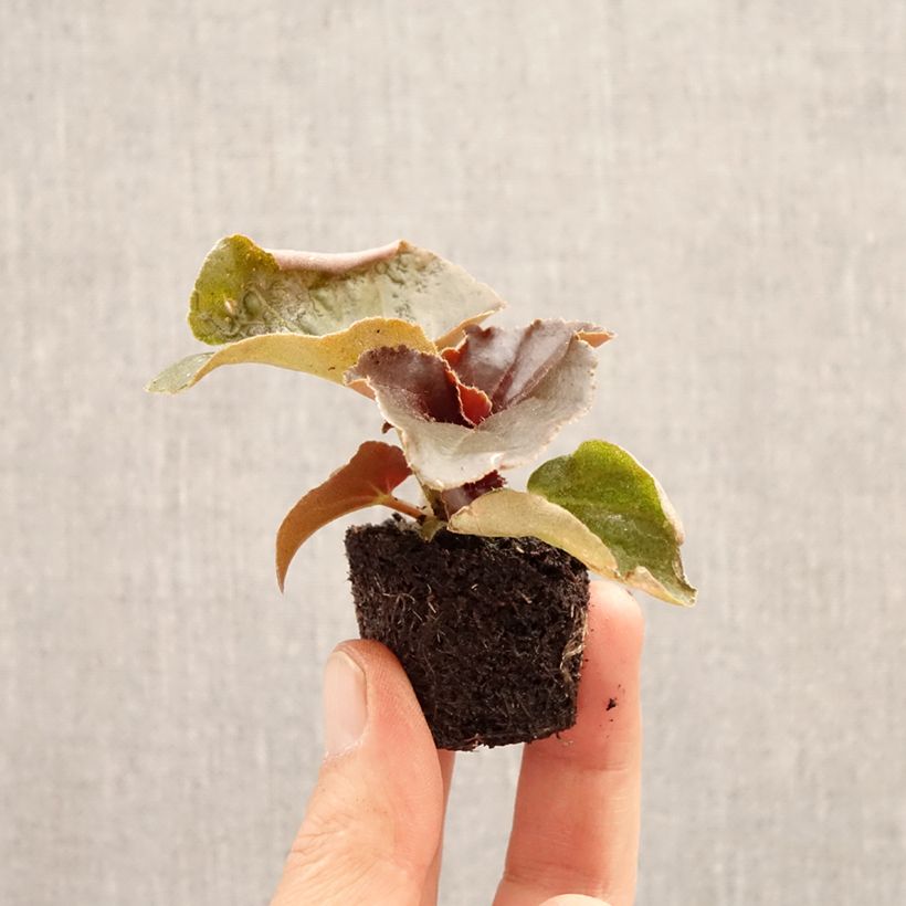 Spécimen de Begonia Stonehedge Light Pink Bronze Leaf Mini-motte Ø 3/4 cm tel que livré au printemps
