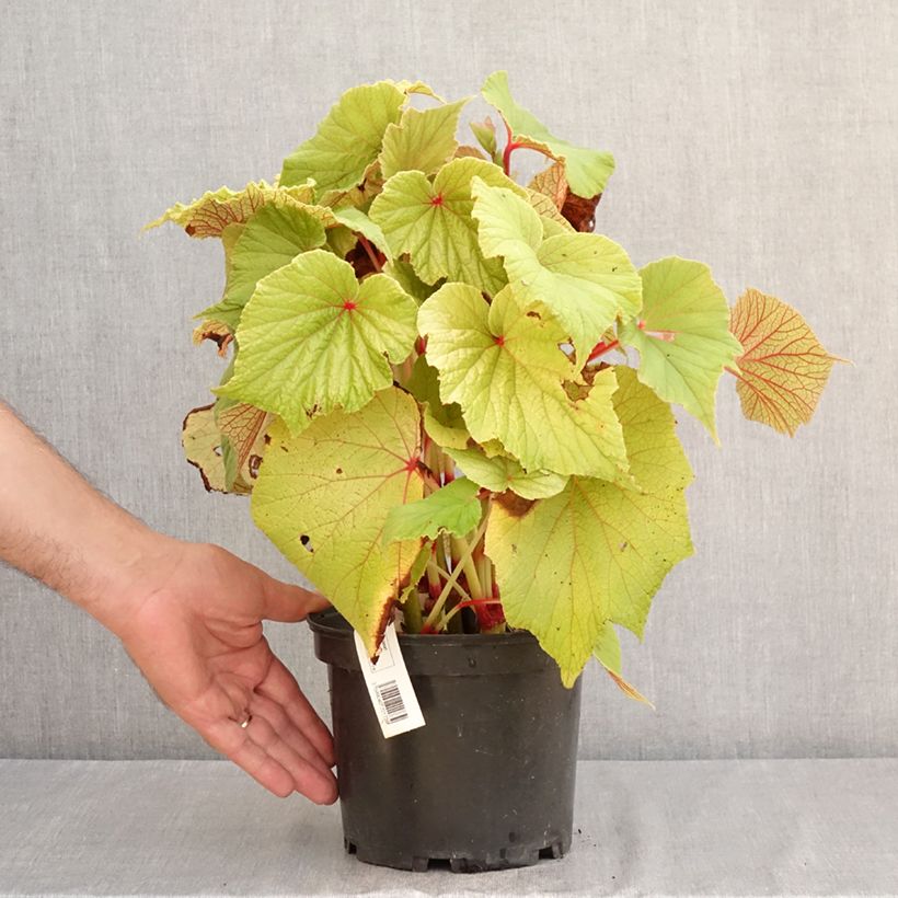 Spécimen de Begonia Torsa Pot de 3L/4L tel que livré en été